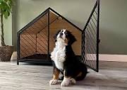 Hond met hondenhok