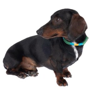 Teckel met een mooie halsband.