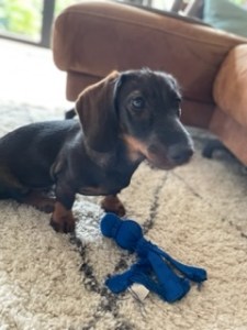 Terry met Kong speeltje.