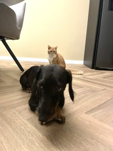 Teckel en kat