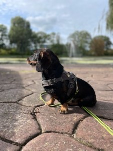 Terry met een lange lijn om los te lopen.
