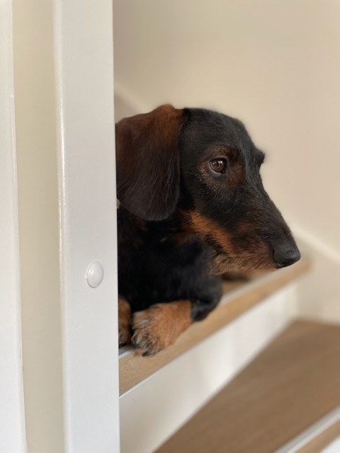 DE 40 LEUKSTE TECKEL NAMEN TECKEL BAAS intelligence overview