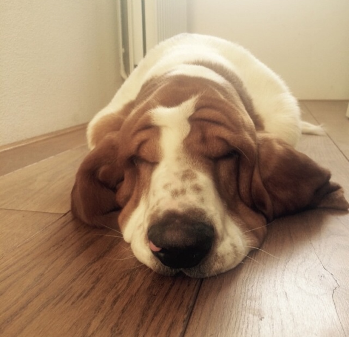 DE 40 LEUKSTE TECKEL NAMEN TECKEL BAAS visual data 2