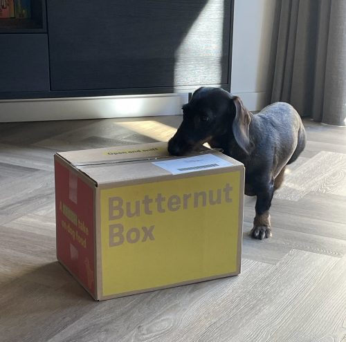 Een teckel snuffelt aan een Butternut Box pakket dat op de vloer staat in een moderne woonkamer.
