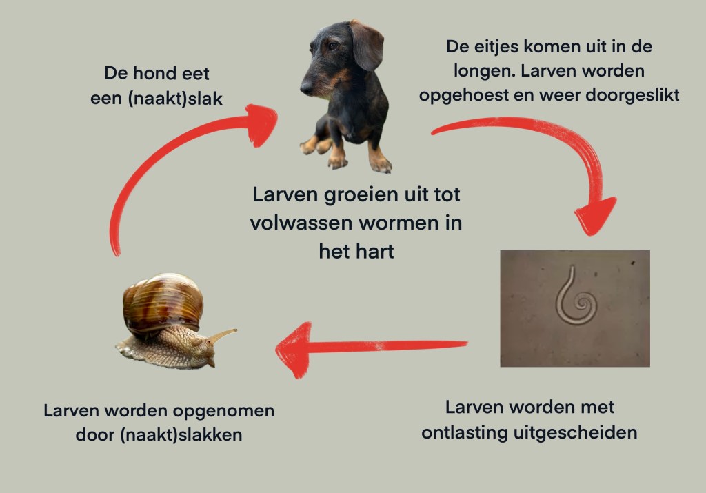 Illustratie van het infectieproces waarbij een hond een slak eet, larven groeien in het hart, en de cyclus wordt herhaald via de ontlasting.