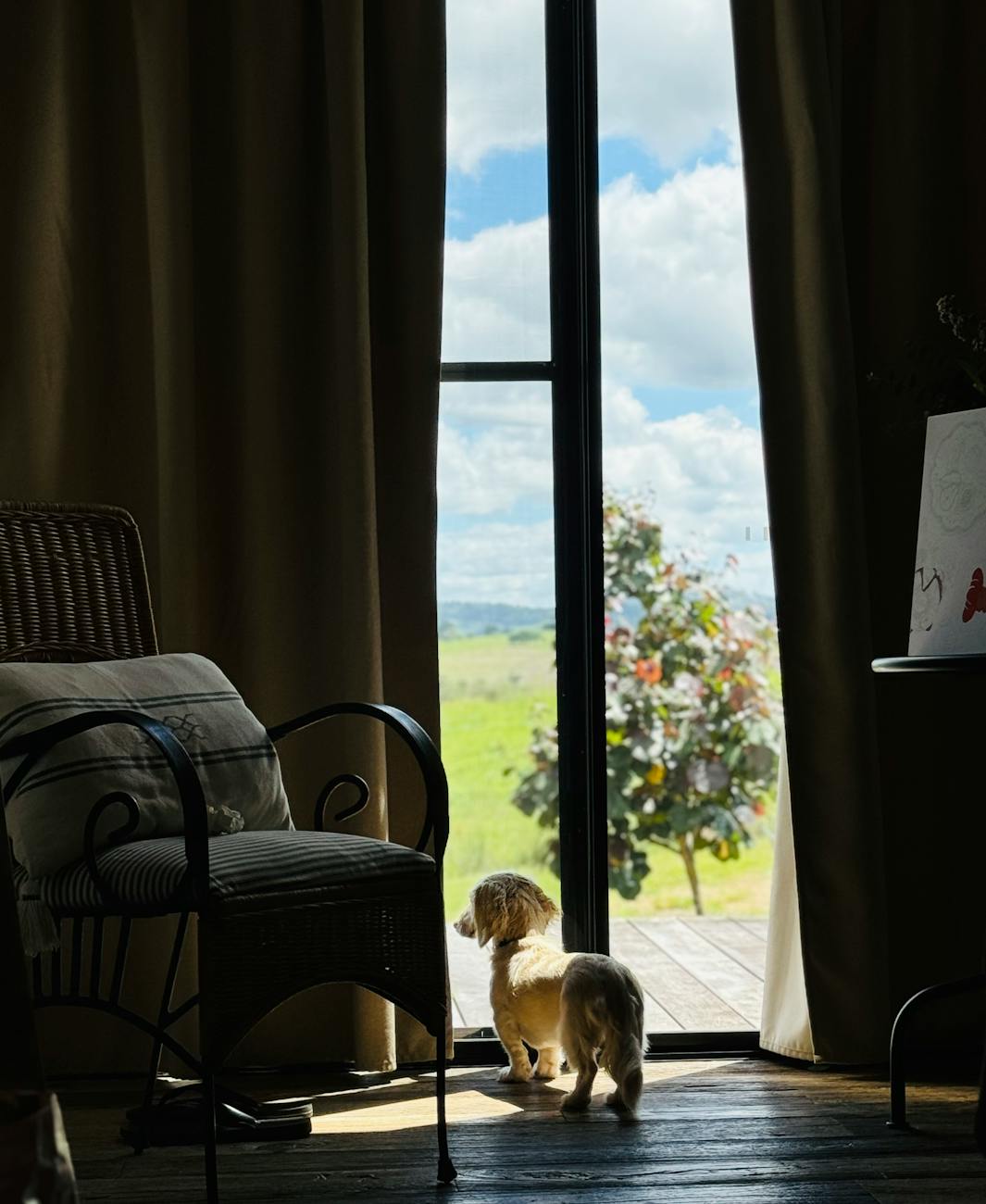 Een Teckel staat bij een open deur en kijkt naar buiten, met een groene omgeving op de achtergrond.