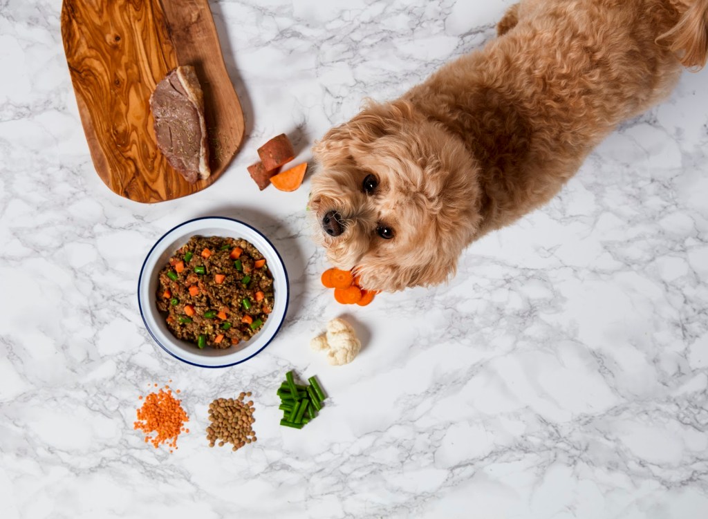 Een schattige hond kijkt nieuwsgierig naar een kom met vers hondenvoer, omringd door groenten en vleesingrediënten op een marmeren ondergrond.