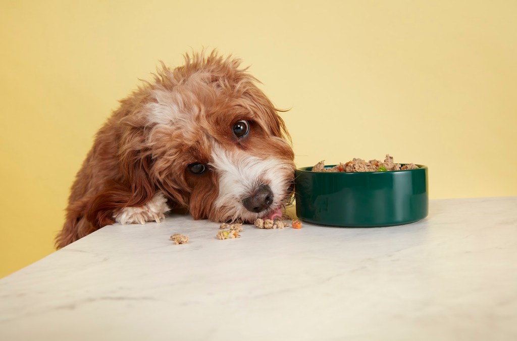 Een schattige hond die zijn neus op een tafel legt en kijkt naar een groene hondenvoer kom met verse voeding.